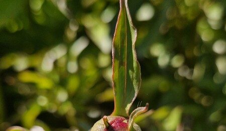NAŠA SNAGA NAŠA PLANETA Međunarodni Dan Planete Zemlje